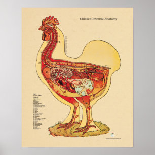 Chicken Hen Internal Anatomy Chart