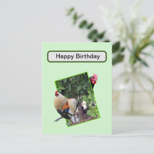 Chicken Hide And Seek, Postcard