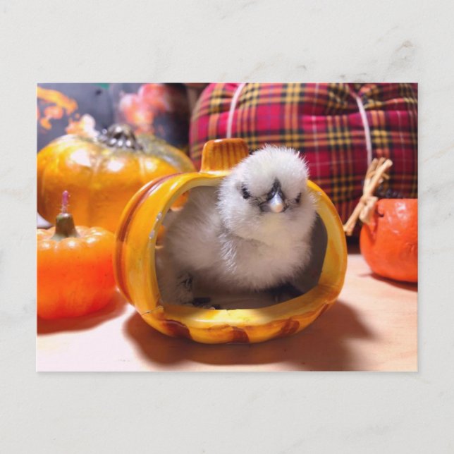 Chicken in a pumpkin holiday postcard (Front)
