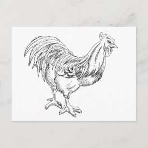 Chicken in Pen and Ink Postcard