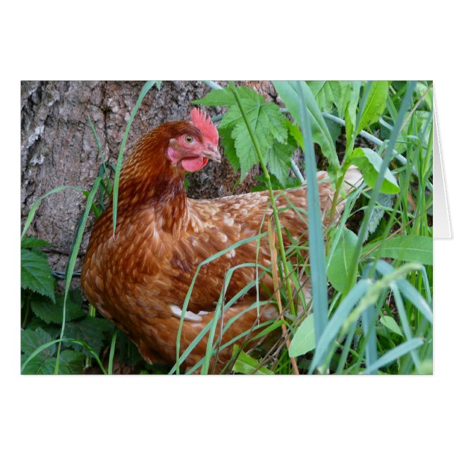 Chicken in the Grass (Front Horizontal)