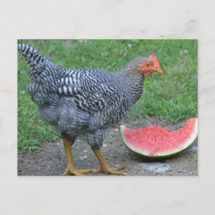 Chicken Loves Watermelon Postcard