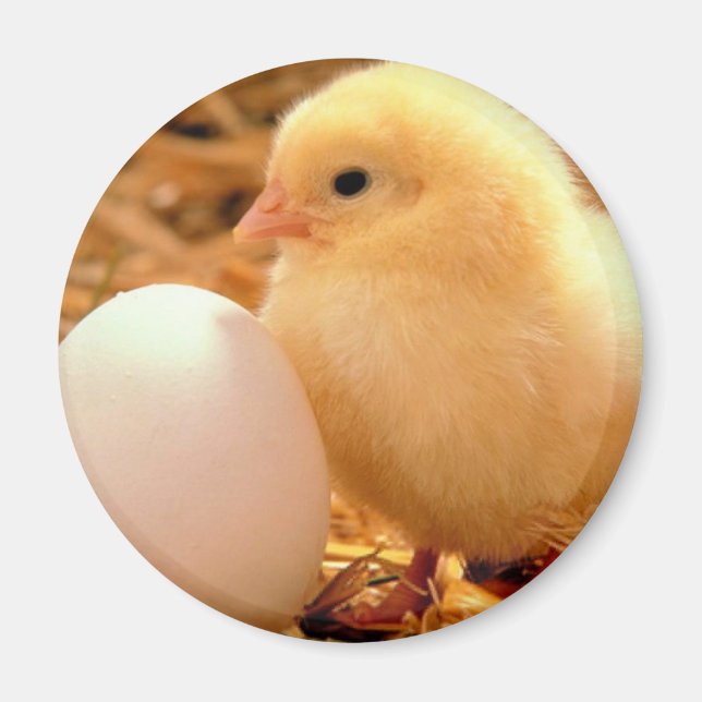 chicken magnet (Front)