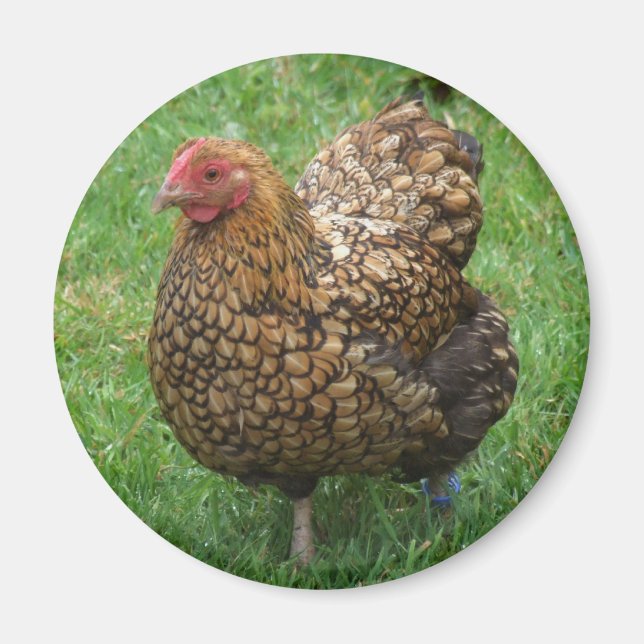 Chicken Magnet (Front)