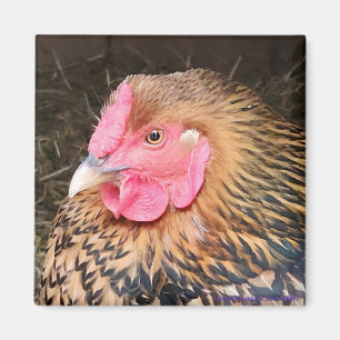 Chicken Magnet #2 Golden Laced Wyandotte