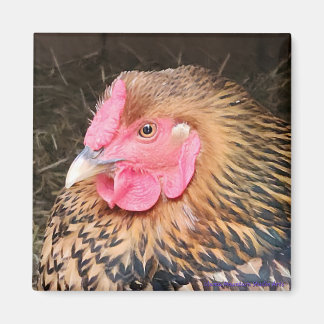 Chicken Magnet #2 Golden Laced Wyandotte