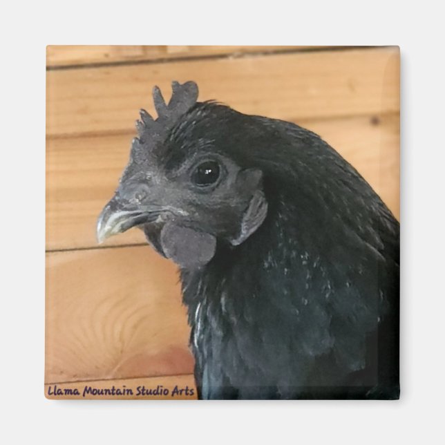 Chicken Magnet #3 Southern Rambler (Front)