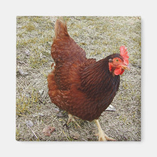 Chicken Magnets