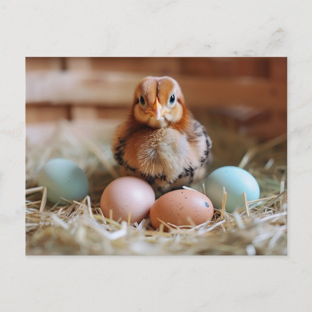 Chicken Next to Easter Nest with Colorful Eggs Postcard (Front)