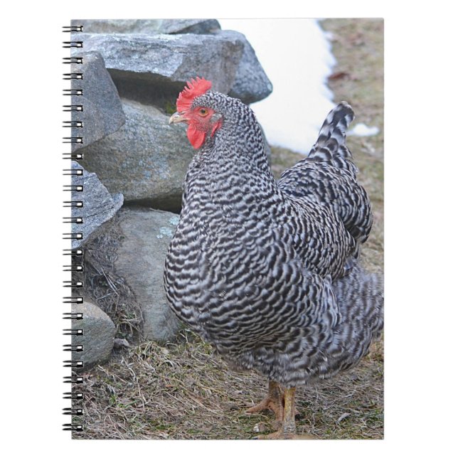 Chicken Notebook (Front)