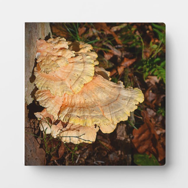 Chicken of the Woods Plaque (Front)