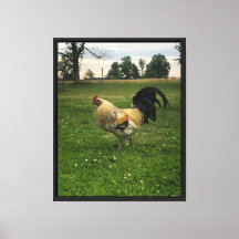 Chicken On the Farm Photo