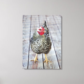 Chicken on wood deck, Silver Laced Wyandotte Canvas Print