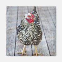 Chicken on wood deck, Silver Laced Wyandotte