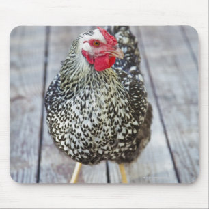 Chicken on wood deck, Silver Laced Wyandotte Mouse Pad