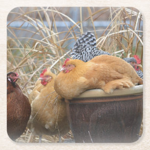 Chicken Party Coaster