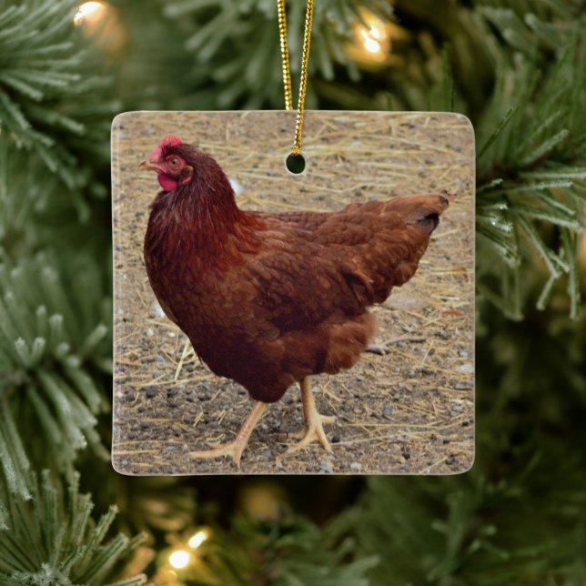 Chicken Photo Ornament (Tree)