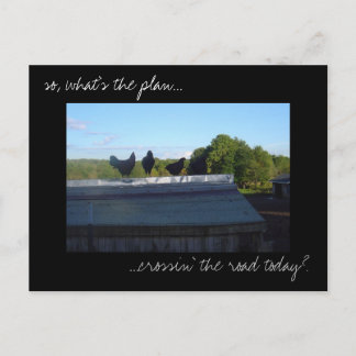 'Chicken Plans' photo postcard