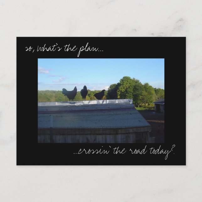 'Chicken Plans' photo postcard (Front)