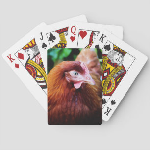 Chicken playing cards