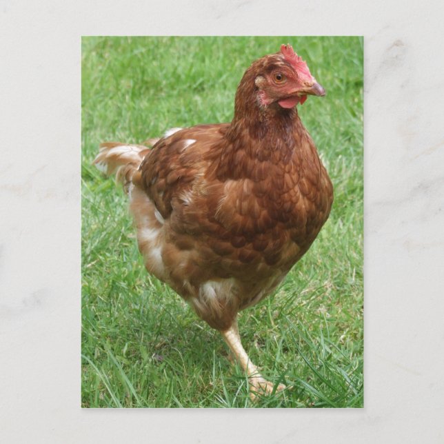 Chicken Postcard (Front)