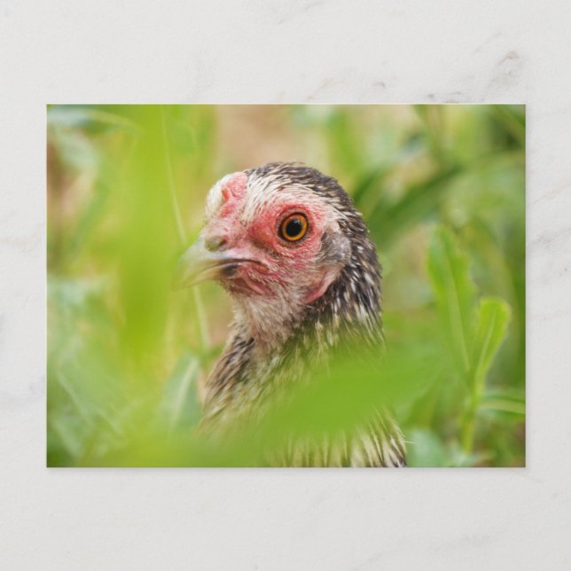 Chicken Postcard (Front)