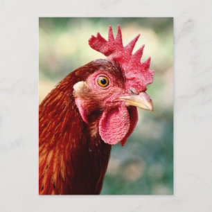 Chicken Postcard