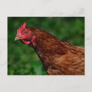 Chicken Postcard