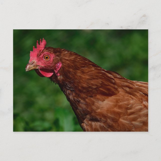 Chicken Postcard (Front)