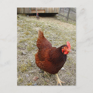 Chicken Postcards