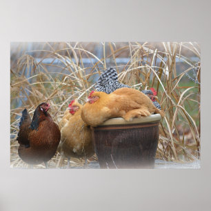 Chicken Poster