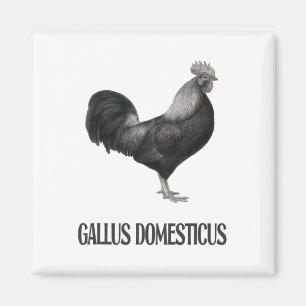 Chicken Poultry Design _1 Magnet