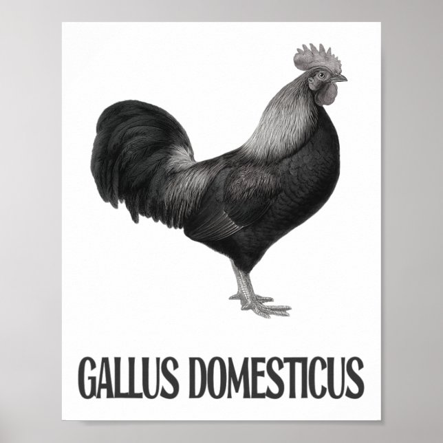 Chicken Poultry Design _1  Poster (Front)