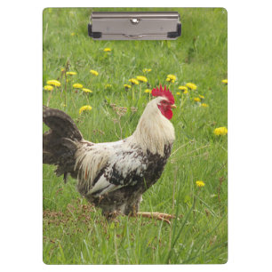chicken, rooster, animal, bird, farm, agriculture, clipboard