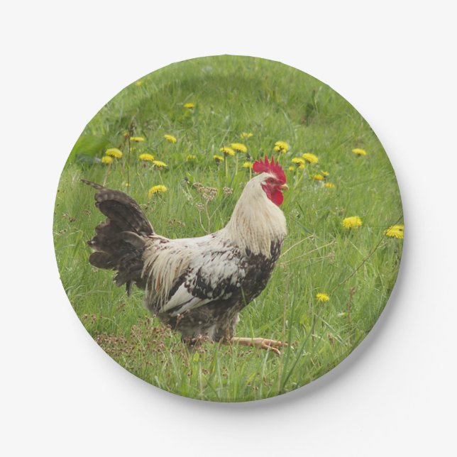 chicken, rooster, animal, bird, farm, agriculture, paper plate (Front)