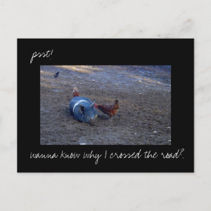 'Chicken Secrets' photo postcard