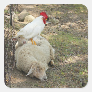 Chicken Sitting on a Sheep Stickers