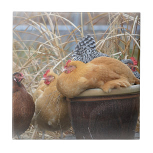 Chicken Tile