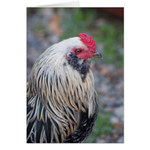 Chicken Up Close and Personal!