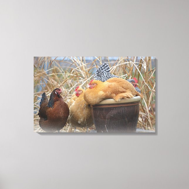 Chicken Wrapped Canvas (Front)