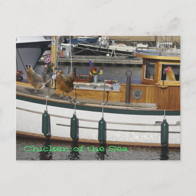 Chickens at Sea - Humour Postcard (Front)