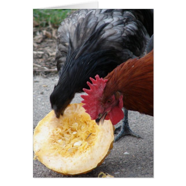 Chickens Eating Pumpkin (Front)