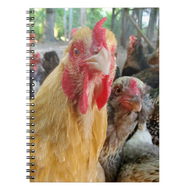 Chickens Notebook (Front)