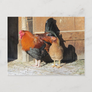 Chickens Post Card Farm Rooster and Hen