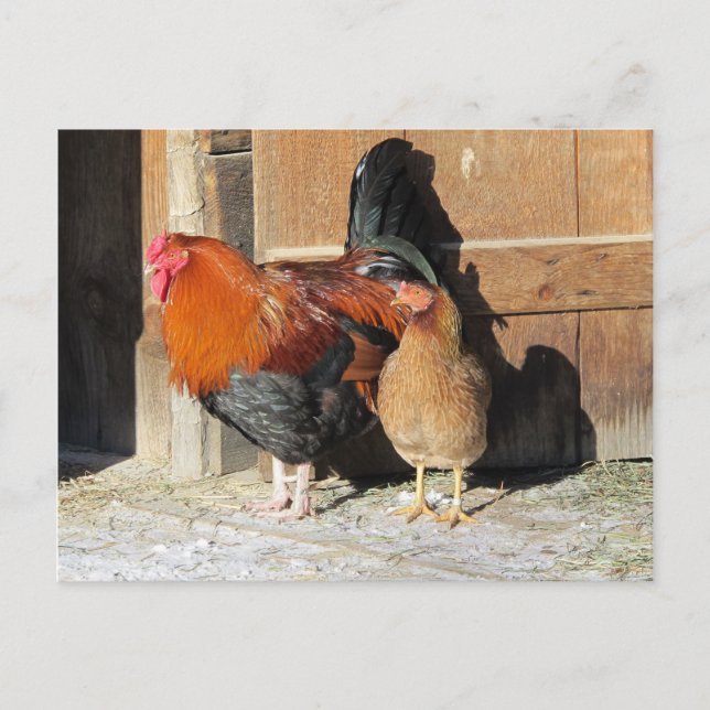 Chickens Post Card Farm Rooster and Hen (Front)
