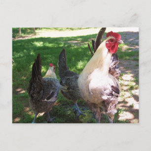 chickens postcard