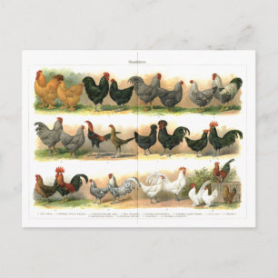 Chickens Roosters Breed illustration Postcard
