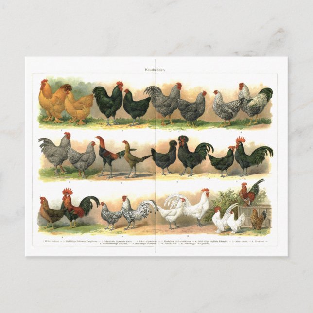 Chickens Roosters Breed illustration Postcard (Front)