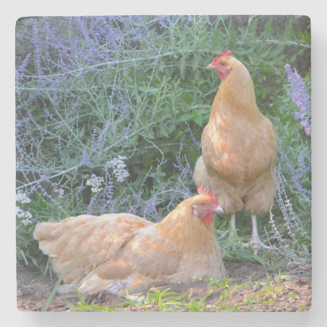 Chickens Sunbathing Stone Coaster (Front)
