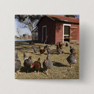 Chickens working grounds near hen house Cliburn 15 Cm Square Badge